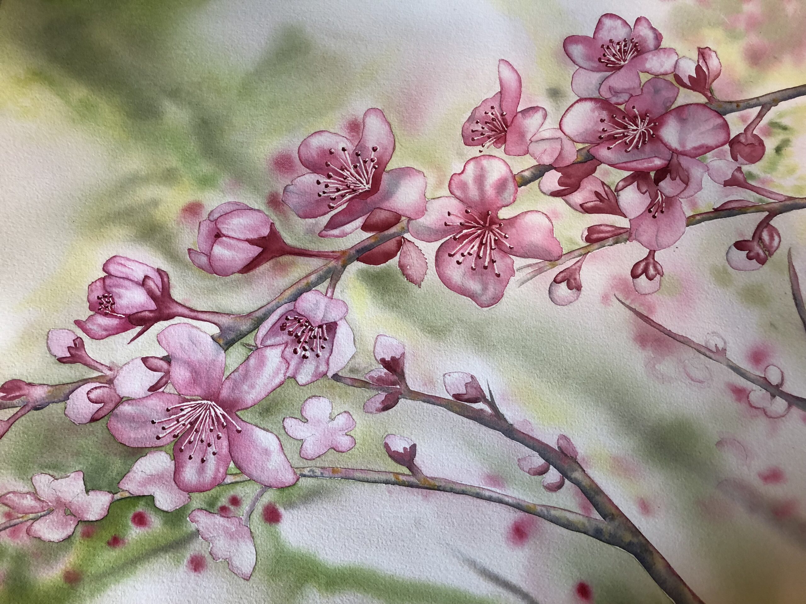 watercolor painting of a cherry blossom