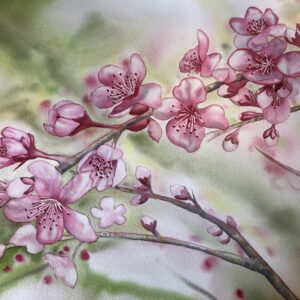 Cherry Blossom II