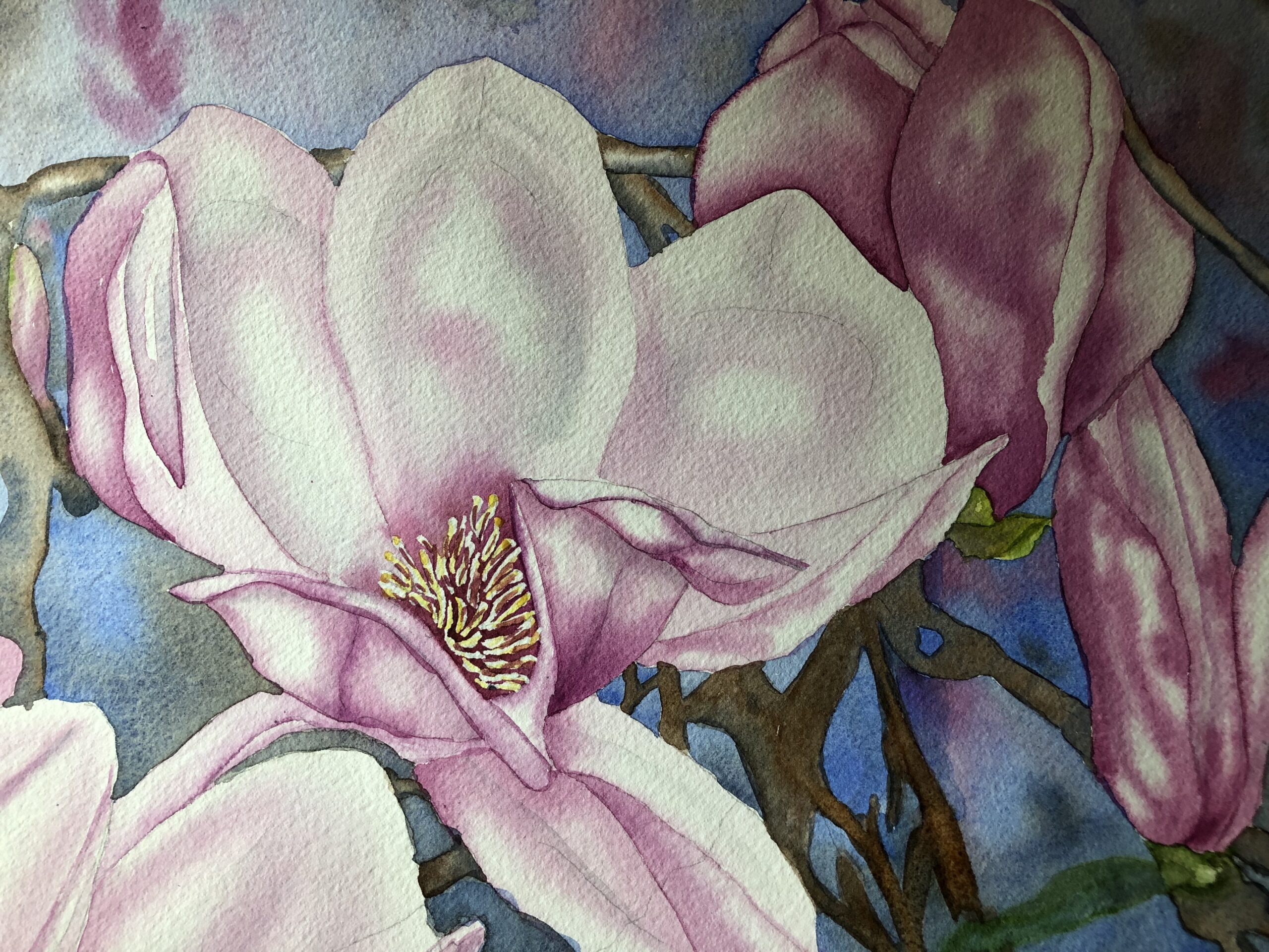 Courthouse Pink Tulip Magnolia