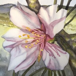 A watercolor painting of magnolia flowers in soft pink and white hues against a blue background. The image is divided into three vertical panels.