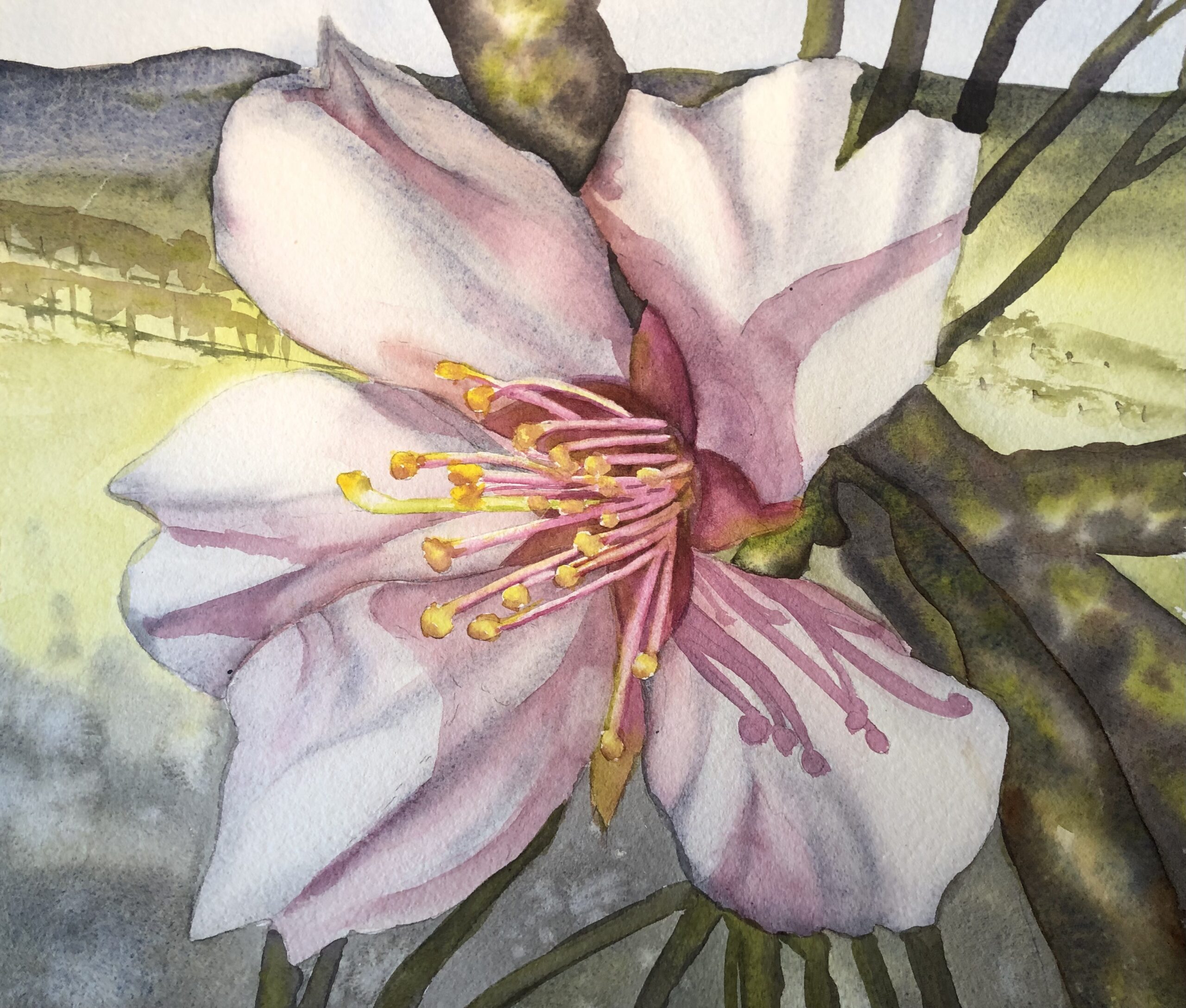 Watercolor painting of a pale pink cherry blossom with yellow stamens on a branch, set against a blurred green and brown landscape background.