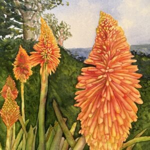 Mendocino Botanical Gardens Red Hot Fire Poker