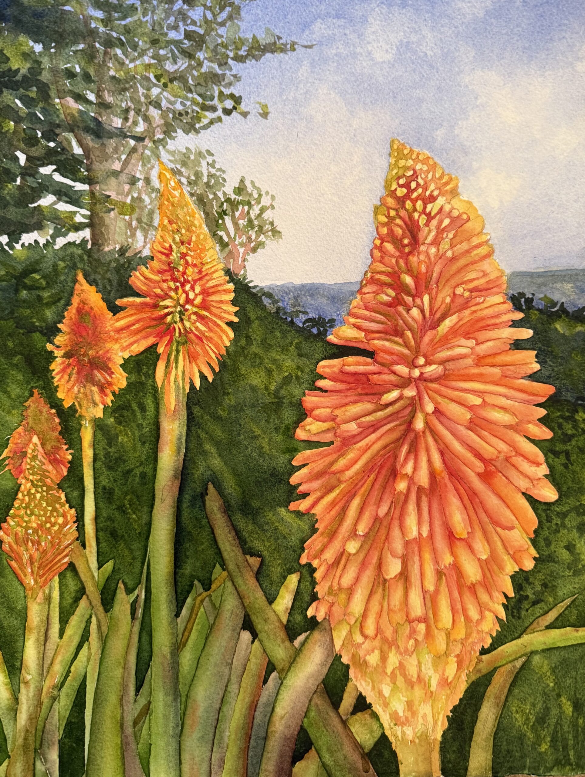 Mendocino Botanical Gardens Red Hot Fire Poker