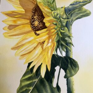 Watercolor painting of a vibrant sunflower with lush green leaves on a light background. Sunlight highlights the delicate yellow petals.