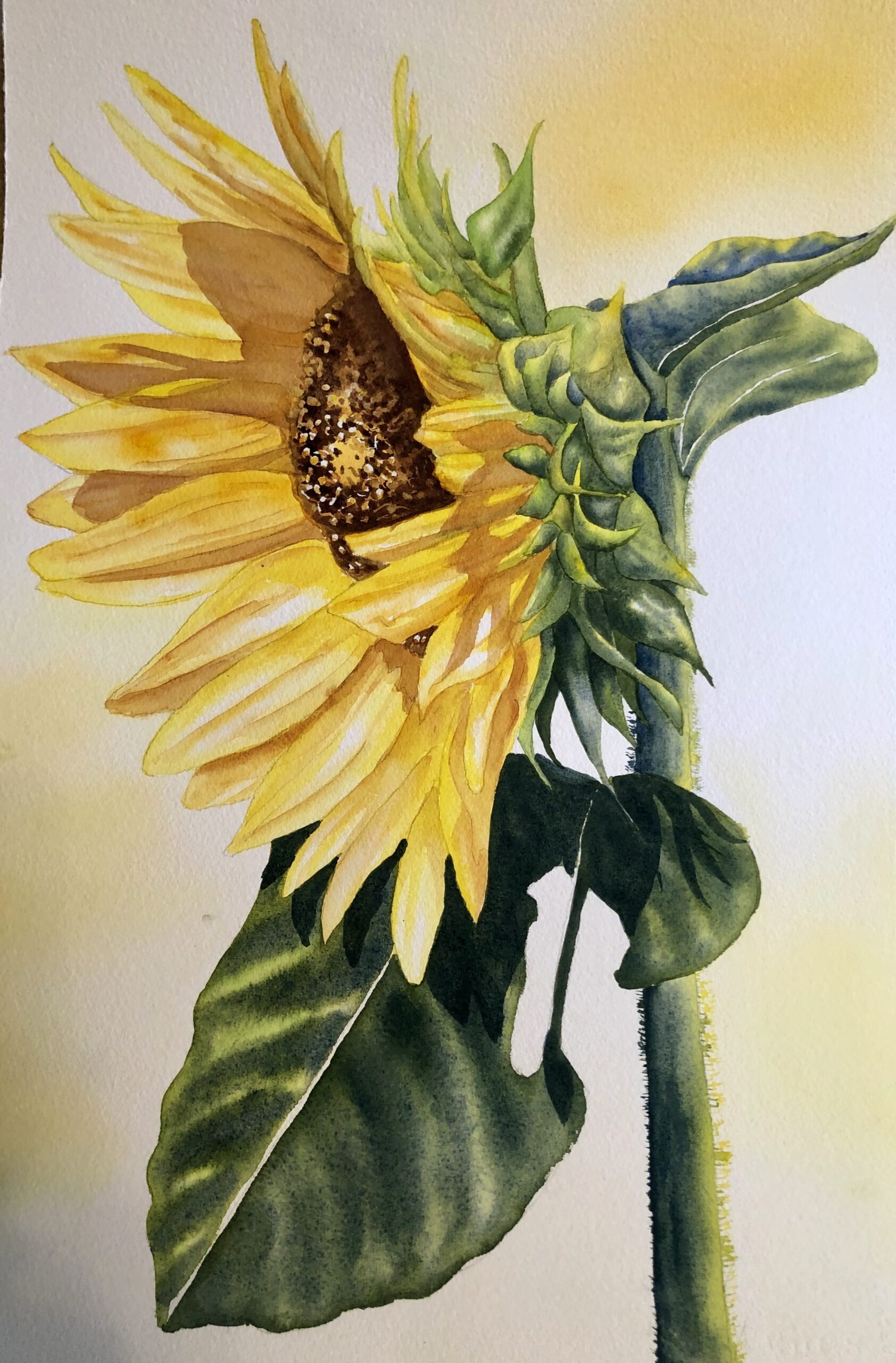 Watercolor painting of a vibrant sunflower with lush green leaves on a light background. Sunlight highlights the delicate yellow petals.