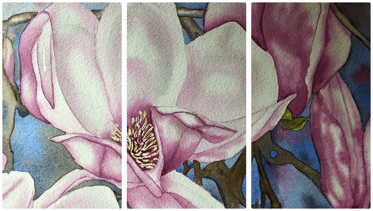 A watercolor painting of magnolia flowers in soft pink and white hues against a blue background. The image is divided into three vertical panels.